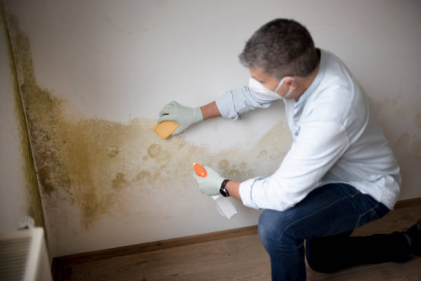 Best Mold Odor Removal Services  in Midlothian, IL