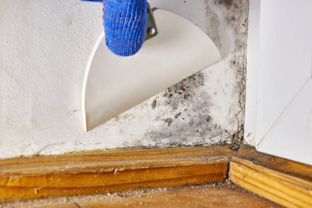 Best Mold Documentation for Insurance Claims  in Midlothian, IL